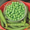 Shell Peas 2 lb Seed B674245
