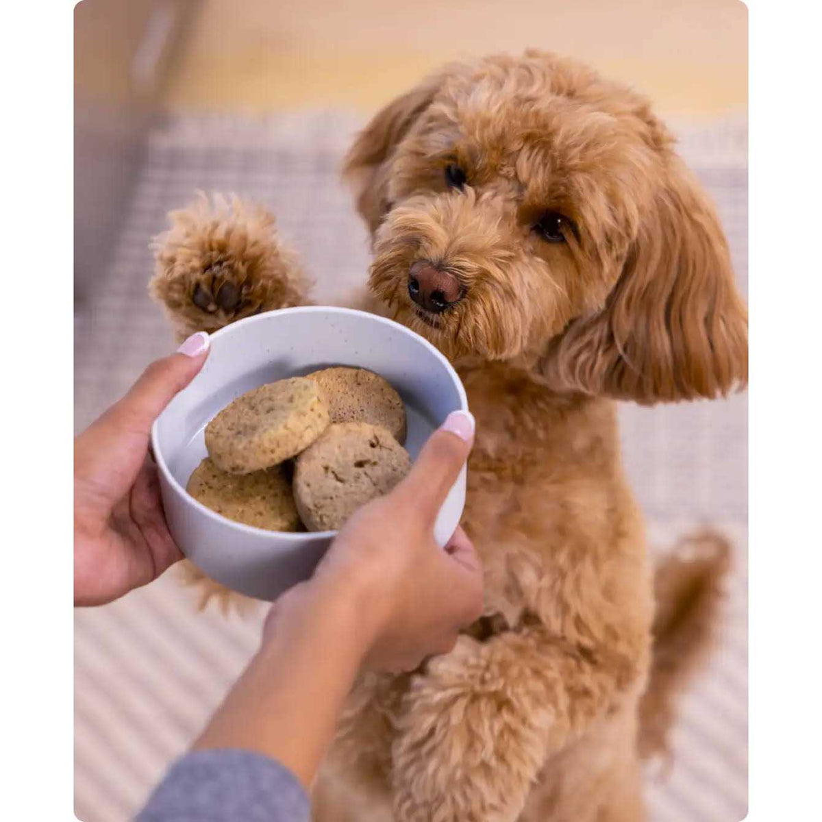 Freeze Dried Raw Patties Dog Food R28637