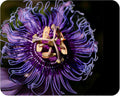 Incense Violet Purple Blue Passion Flower Vine Live Plant Starter Size 4 Inch Pot B3374