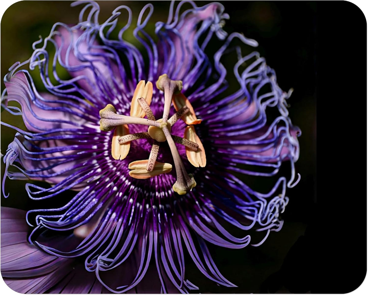 Incense Violet Purple Blue Passion Flower Vine Live Plant Starter Size 4 Inch Pot B3374