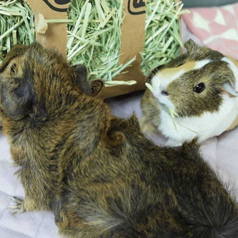 Timothy Hay for Guinea Pigs Rabbits R773