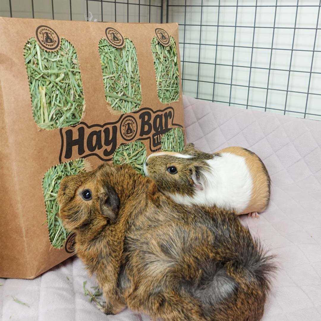 Timothy Hay for Guinea Pigs Rabbits R773
