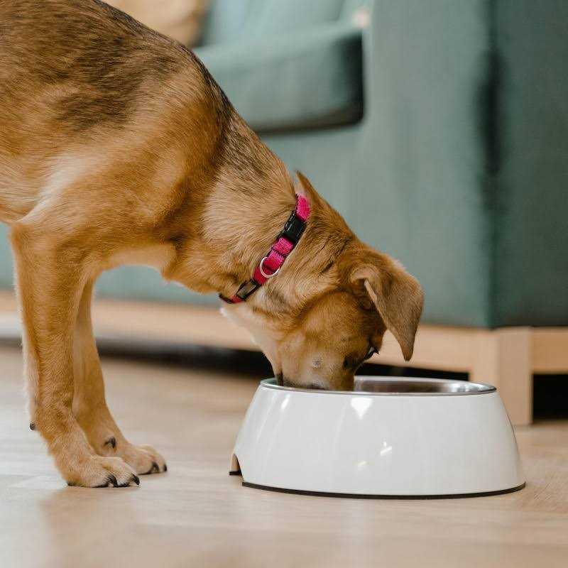 Lamb Rice Vegetable Dog Food H8899