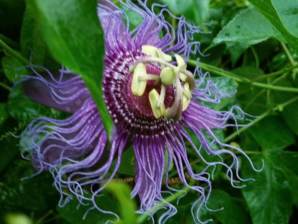 Incense Violet Purple Blue Passion Flower Vine Live Plant Starter Size 4 Inch Pot B3374