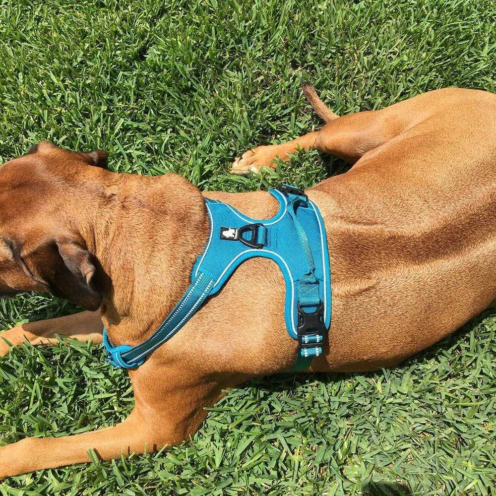 Reflective Dog Harness and Leash N3380