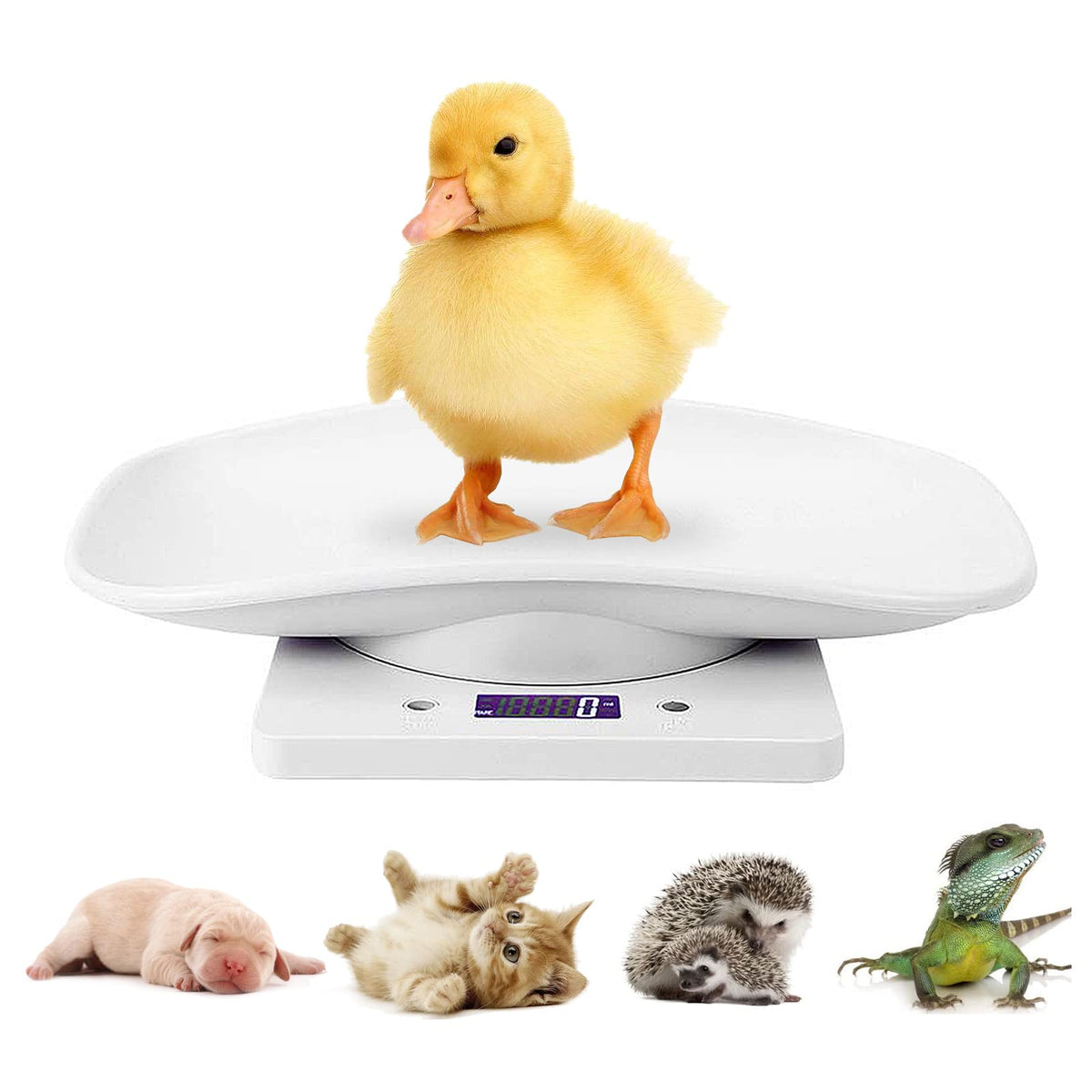 Digital Mini Pet Scale with Tray H688