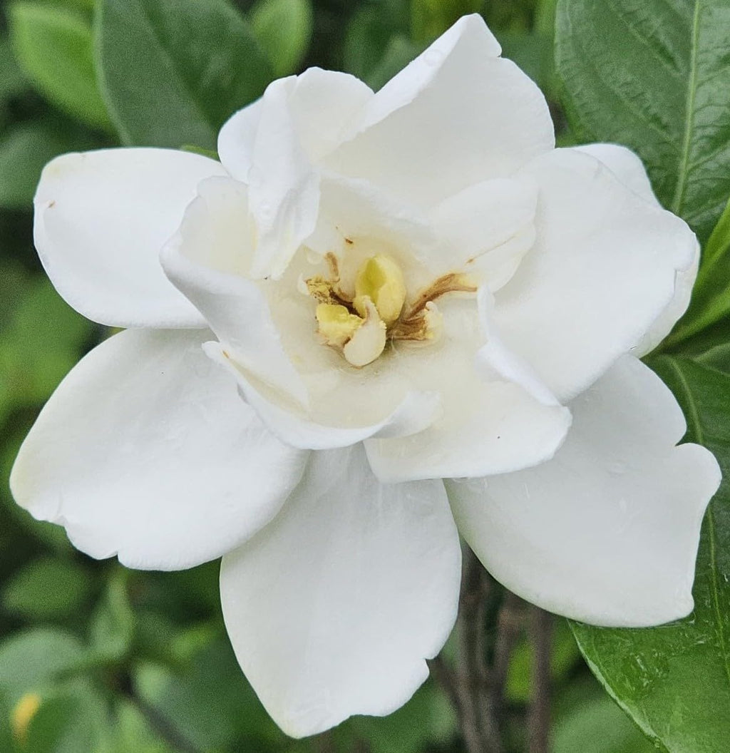 Gardenia Live Plant E401499