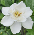 Gardenia Live Plant E401499