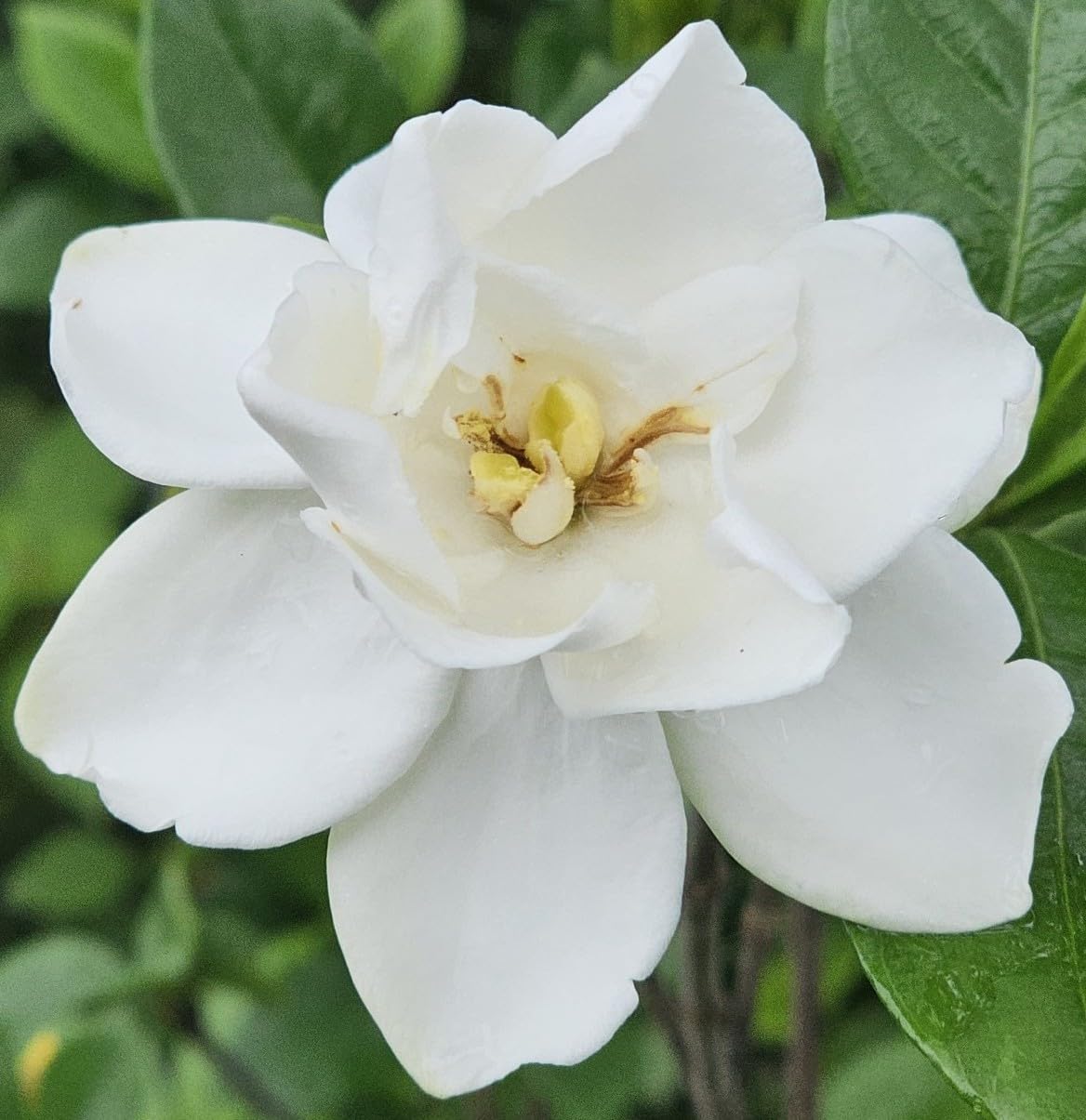Gardenia Live Plant E401499