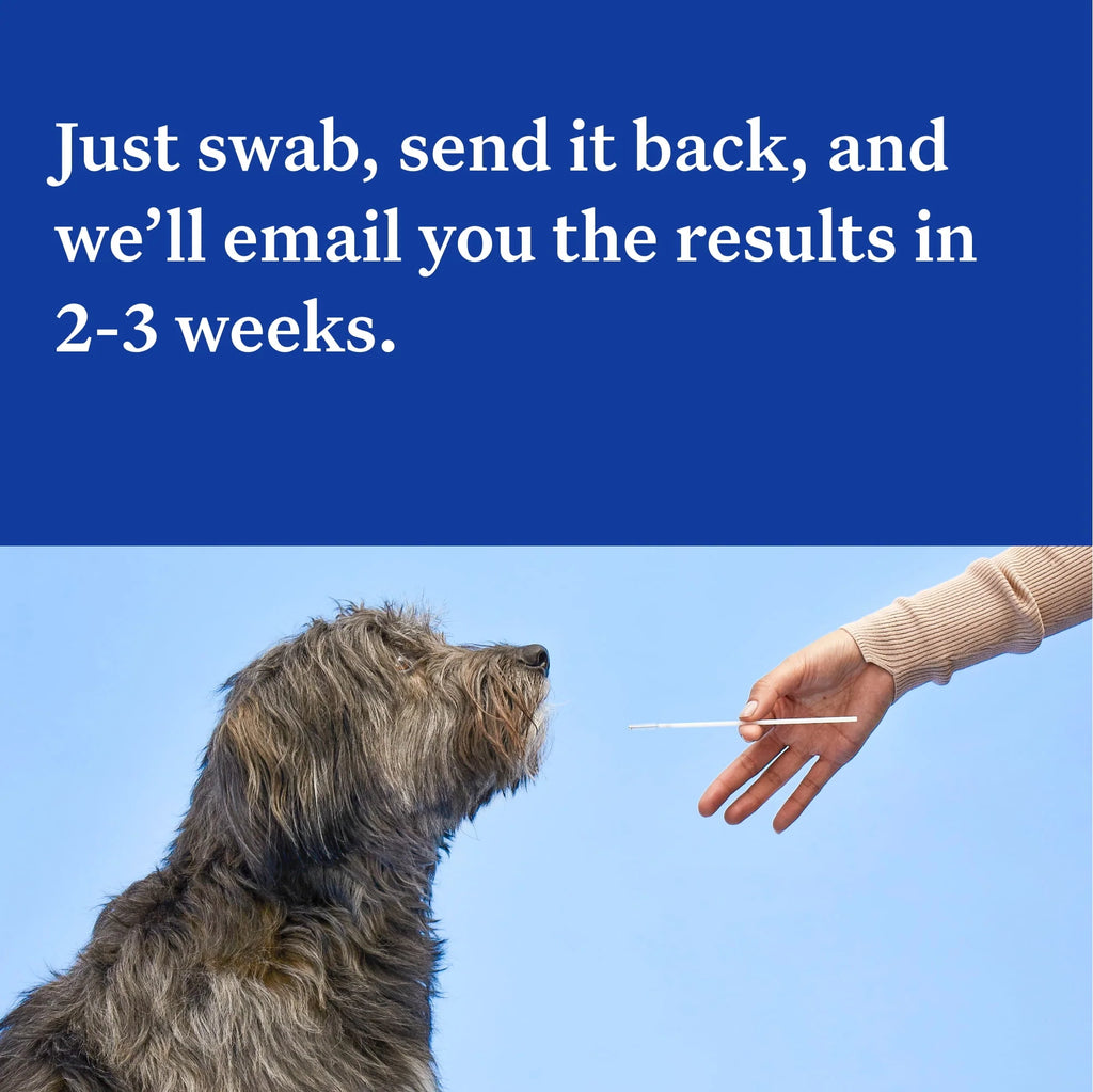 Dog DNA Test Kit Q43396