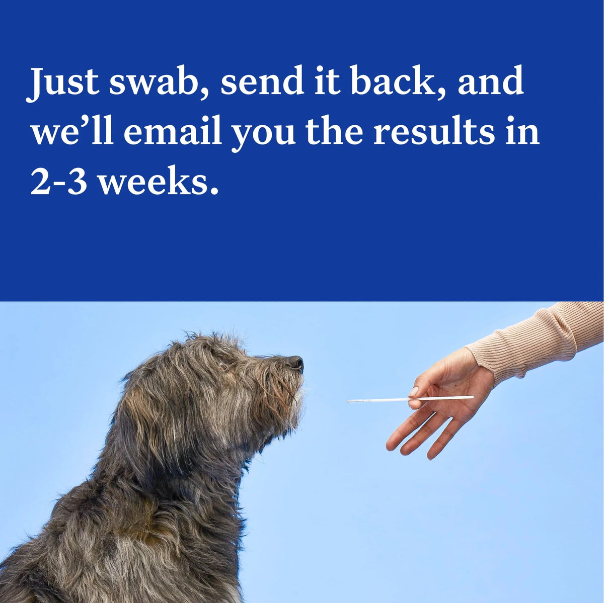Dog DNA Test Kit Q43396