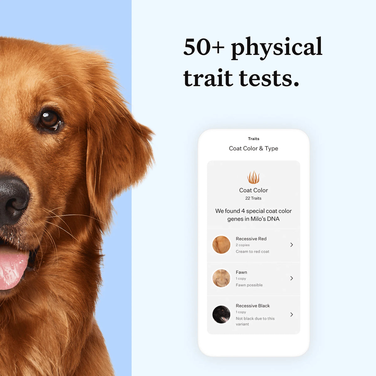Dog DNA Test Kit Q43396