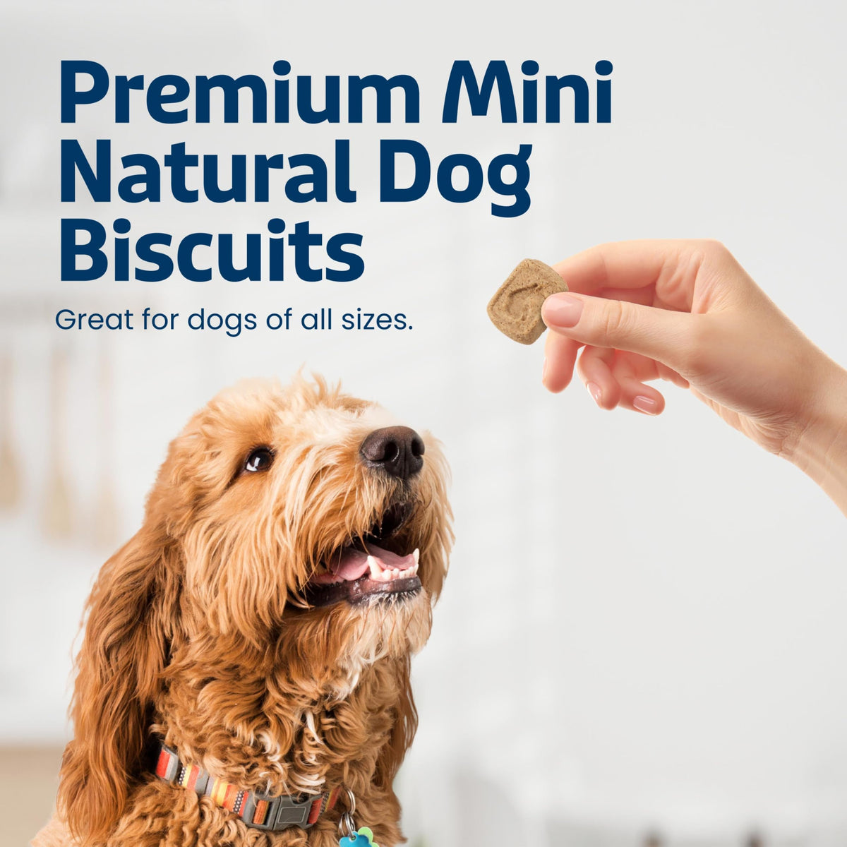 Mini Dog Biscuits B606964