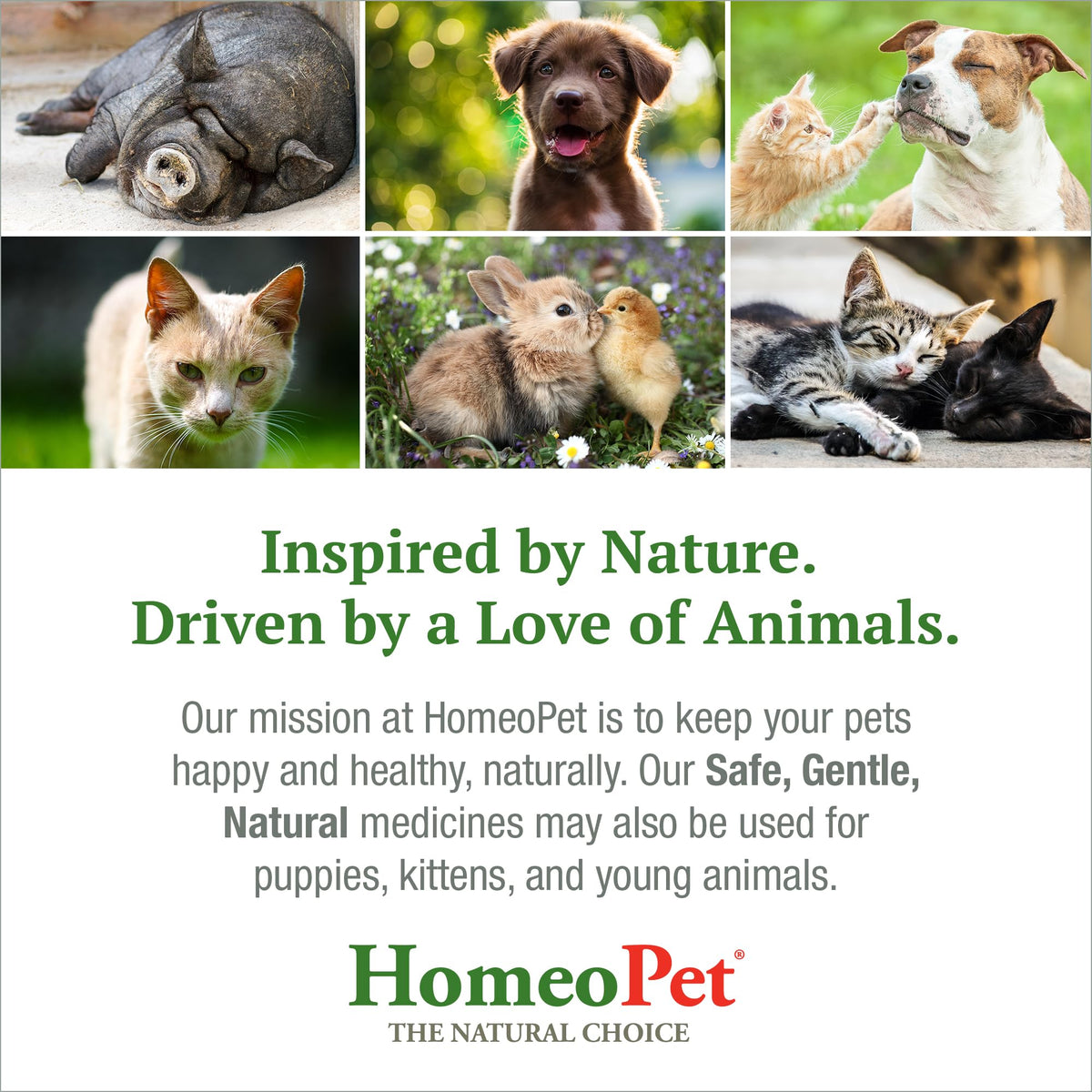 15 Milliliters Digestive Upsets for Dogs, Cats, and Small Pets B12482