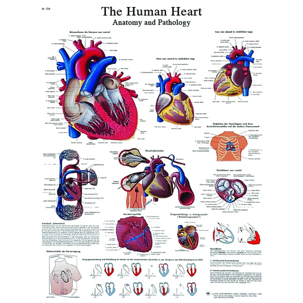 Anatomical Heart Chart N170
