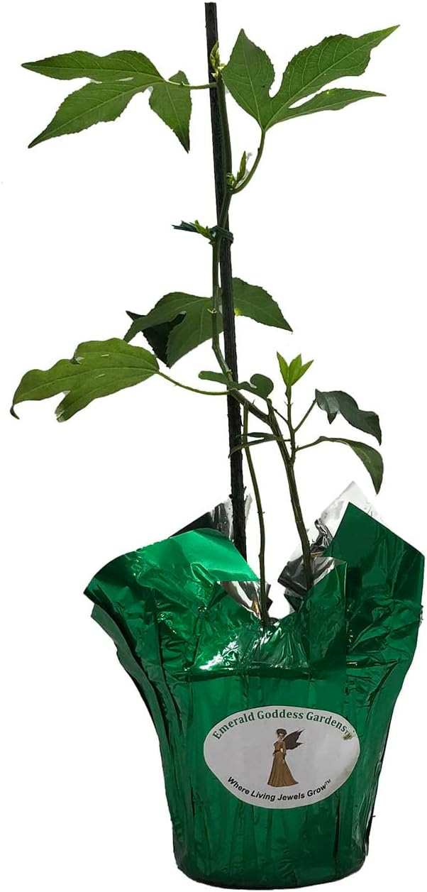 Incense Violet Purple Blue Passion Flower Vine Live Plant Starter Size 4 Inch Pot B3374
