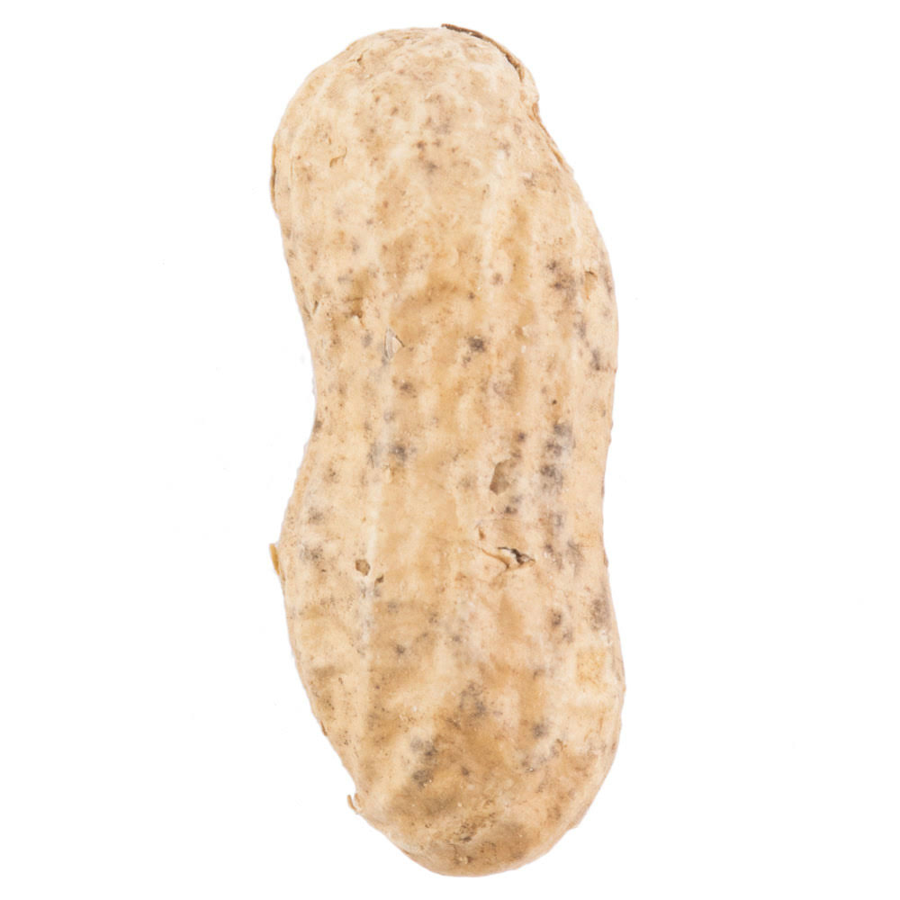 25 lb. Roasted Unsalted In-Shell Peanuts O543