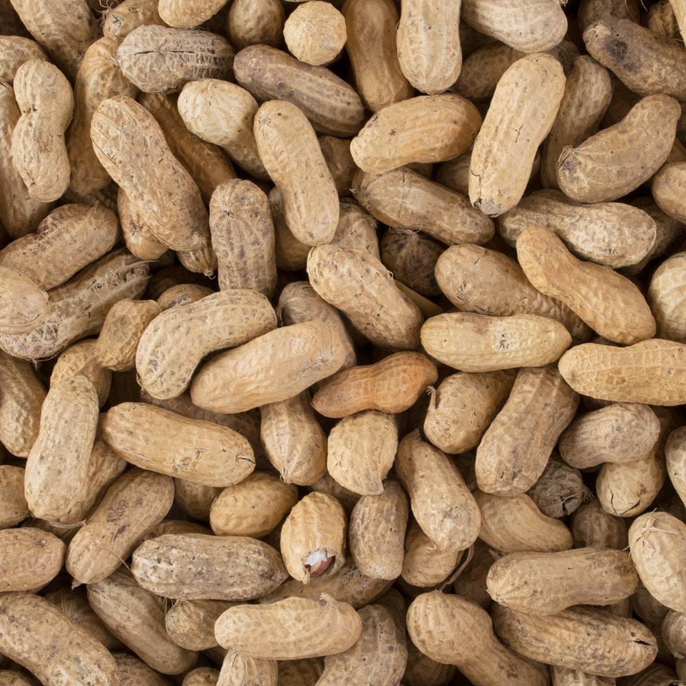 25 lb. Roasted Unsalted In-Shell Peanuts O543