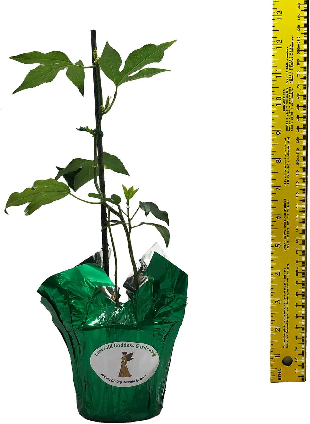 Incense Violet Purple Blue Passion Flower Vine Live Plant Starter Size 4 Inch Pot B3374
